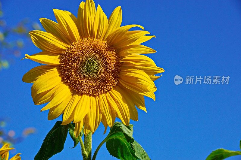 植物的特写镜头。向日葵，Sonnenhut - Rudbeckia fulgida。巴伐利亚,德国。